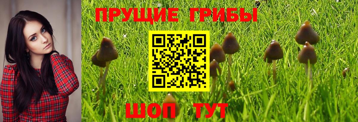 закладки  Псилоцибиновые грибы GOLDEN TEACHER  Вход с VPN  Дивногорск 